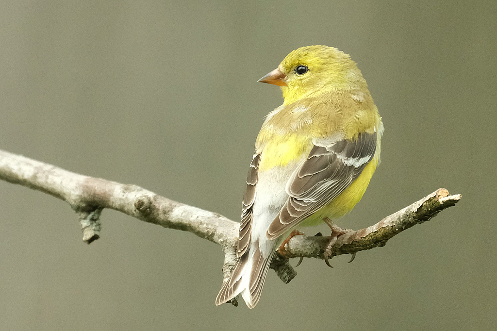 Goldfinch