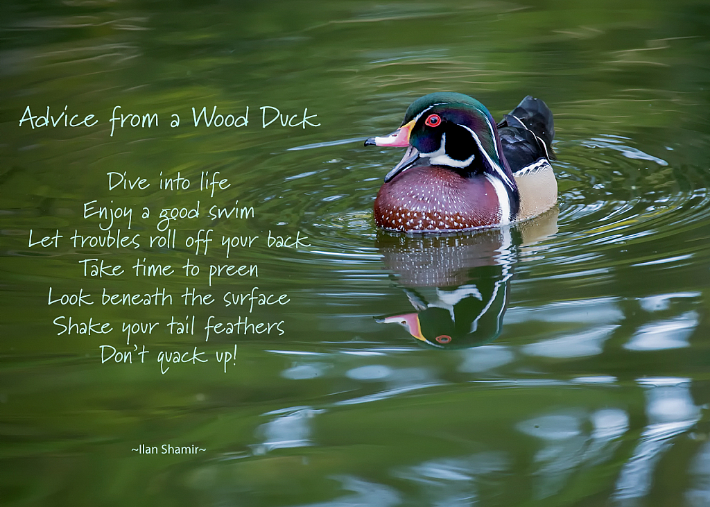 Advice From a Wood Duck...