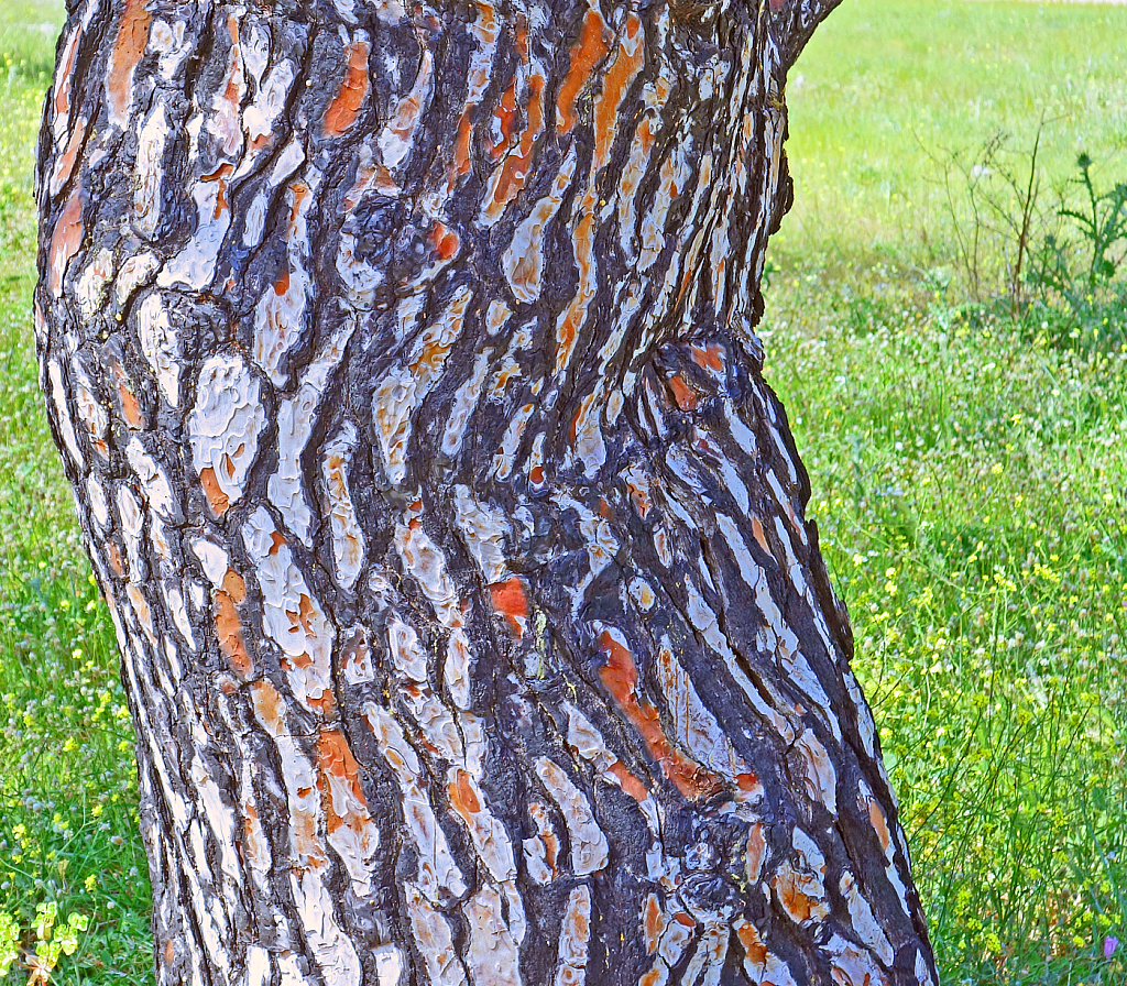 Tree Sculpture.