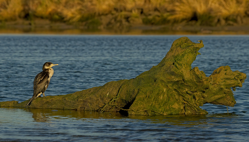 Shag perch