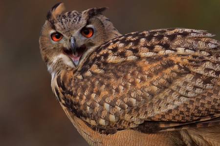 Owl Speak