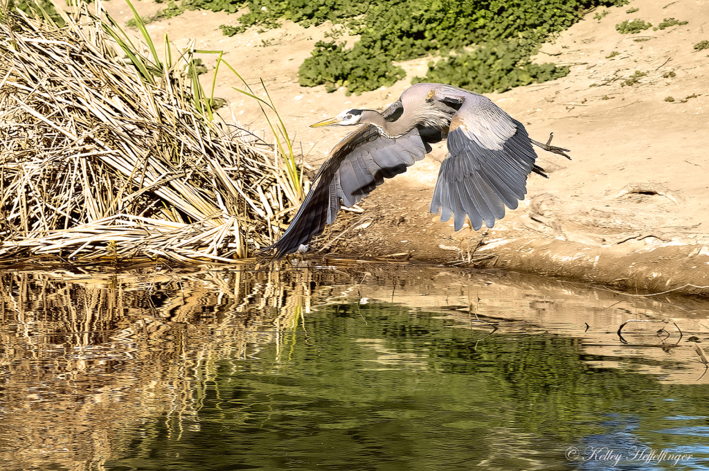 In-flight - ID: 16113575 © Kelley J. Heffelfinger