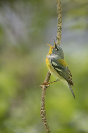 The Northern Parula