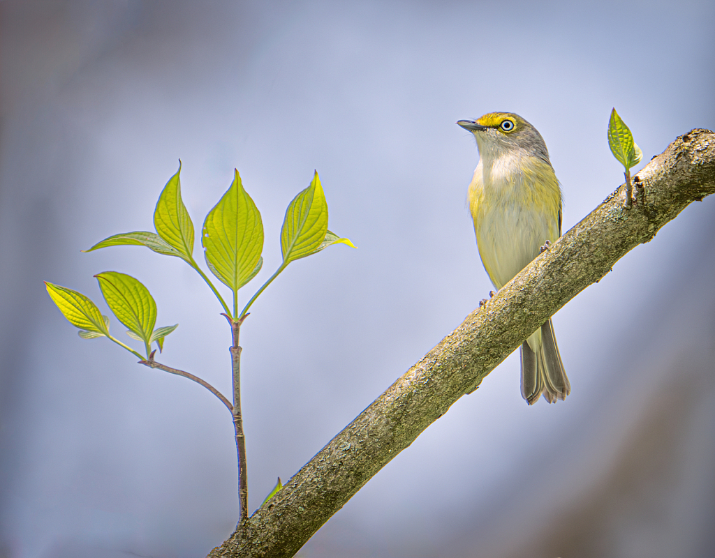 White Eyed Vireo