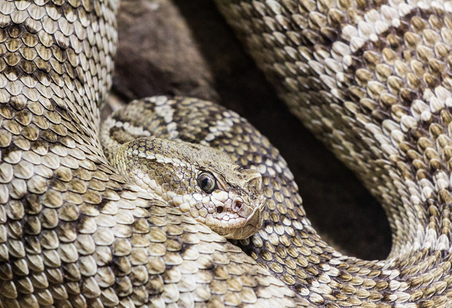 Prairie Rattlesnake