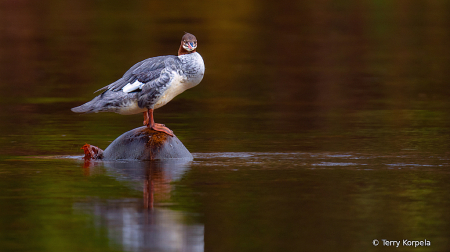 Common Merganser 