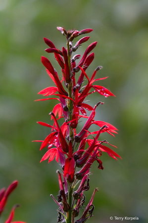 Sycamore Shoals Botanical Garden