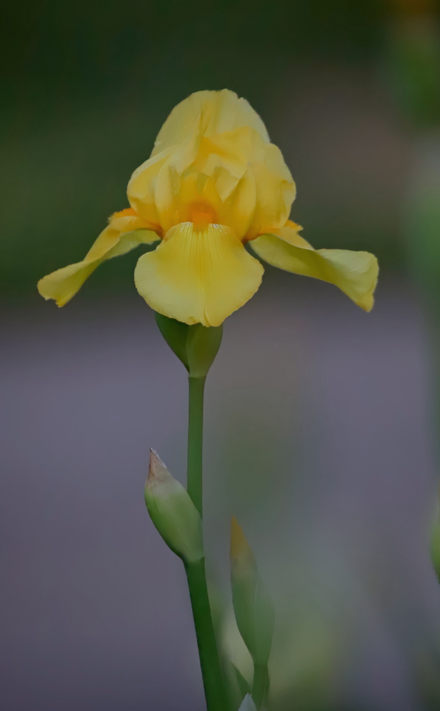 Yellow bearded Iris.
