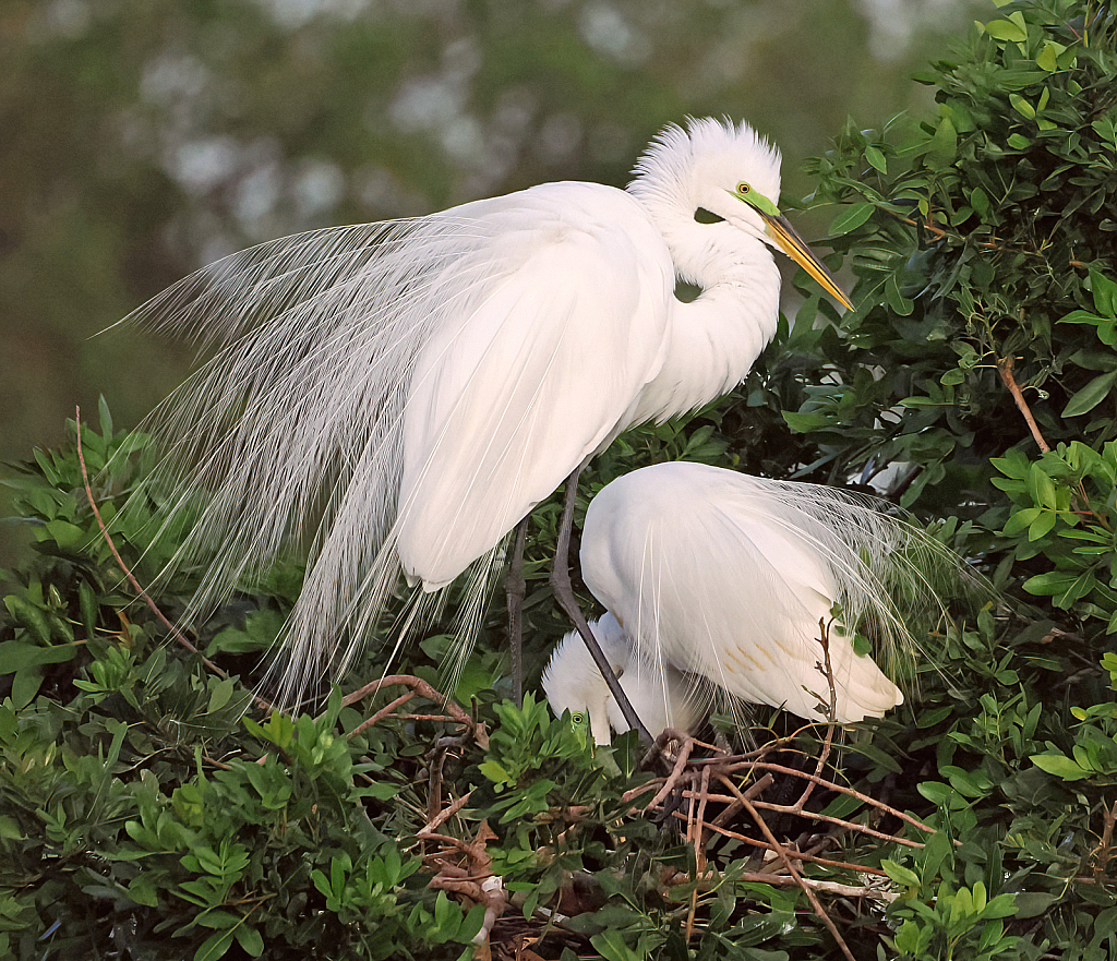 Preparing the Nest