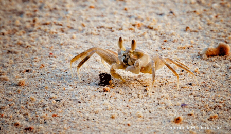 ~ ~A  GHOST CRAB ~ ~ 