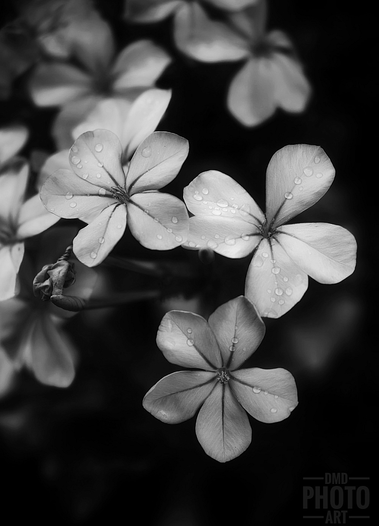 ~ ~ PLUMBAGO IN B/W ~ ~ 