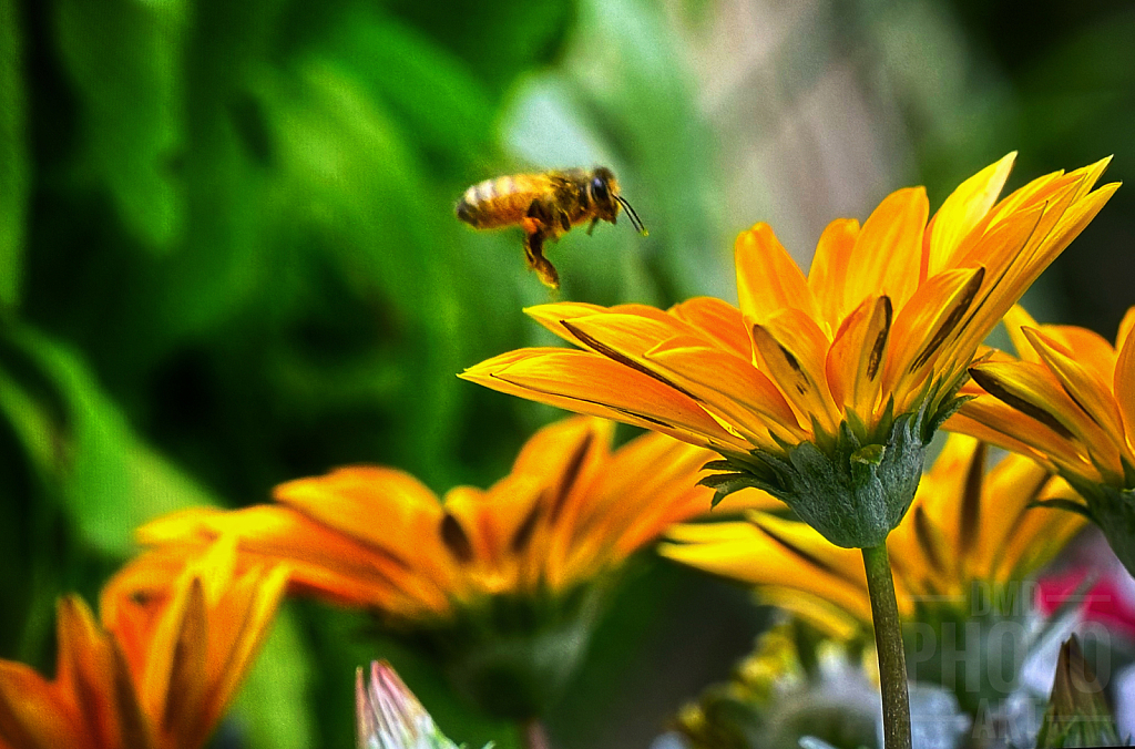 ~ ~ HOVERING FOR A LANDING ~ ~ 