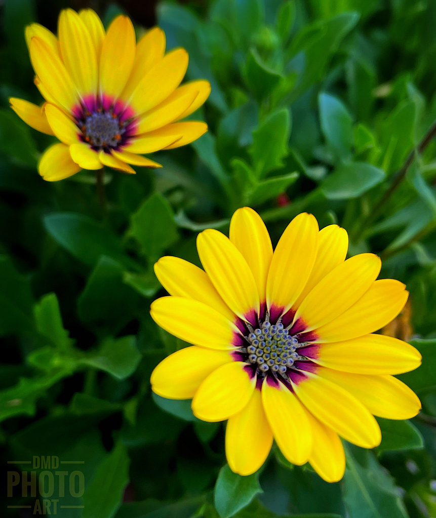 ~ ~ SPRINGTIME TWINS ~ ~ 