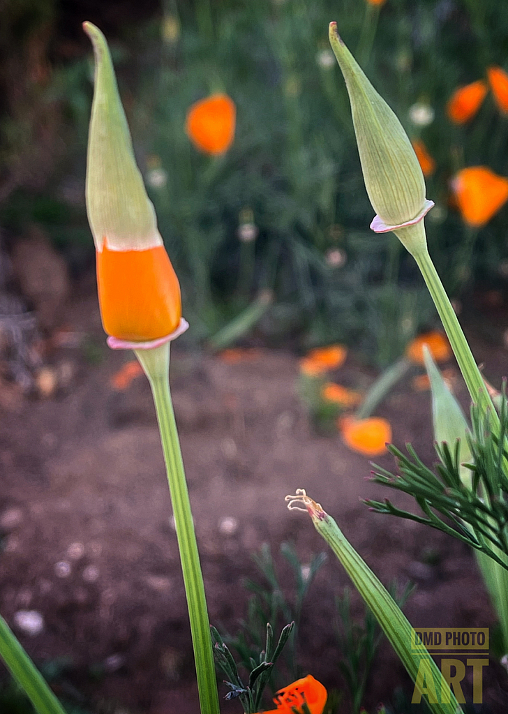 ~ ~ SPRING BLOOMS ~ ~ 