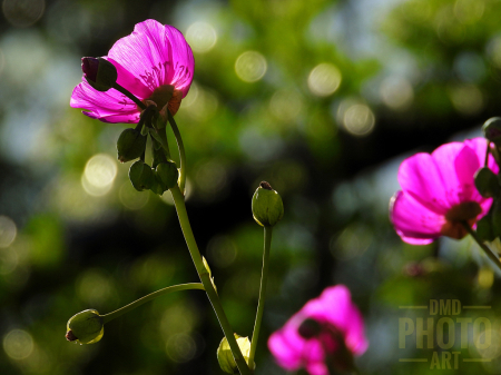 ~ ~ BOKEH AND FLOWERS ~ ~ 
