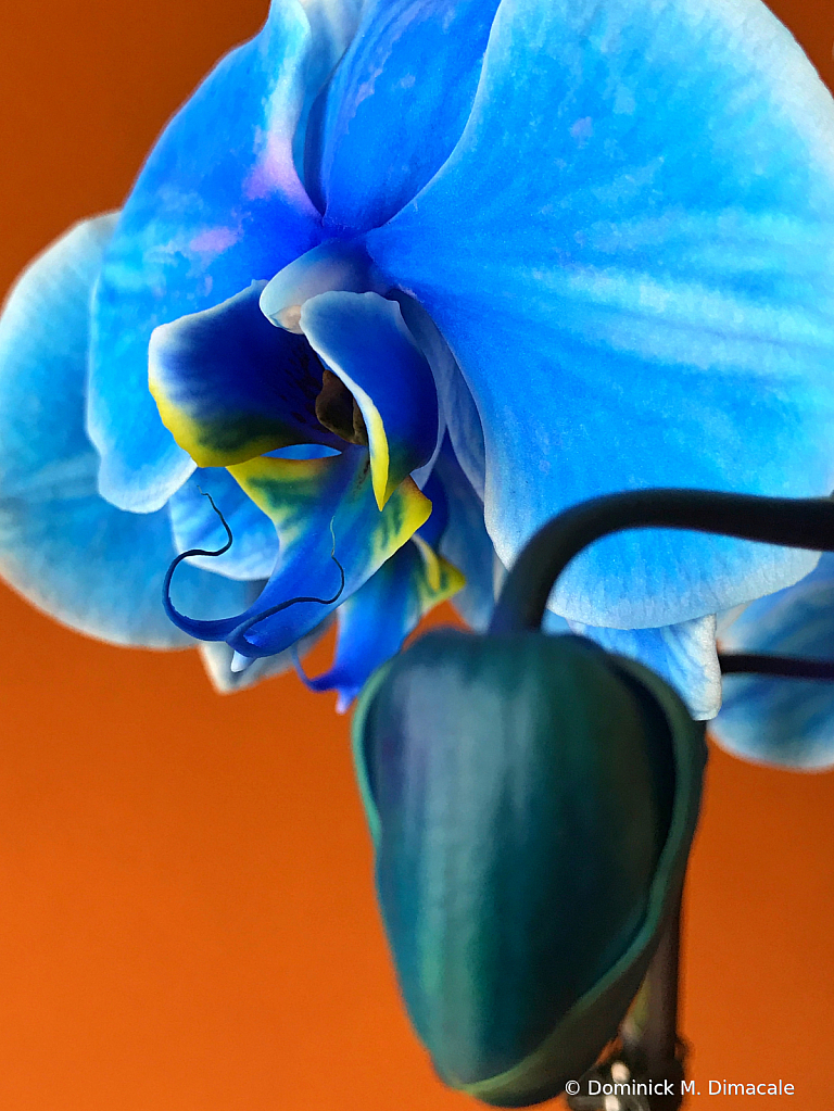 ~ ~ ORCHID KISSES ~ ~ 