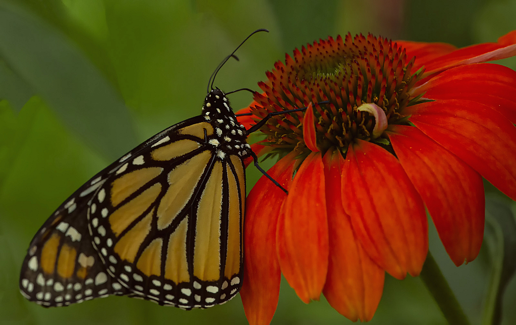 Monarch on Red Cone Flower