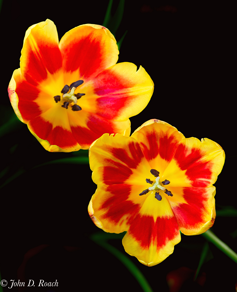 A Couple of Tulips