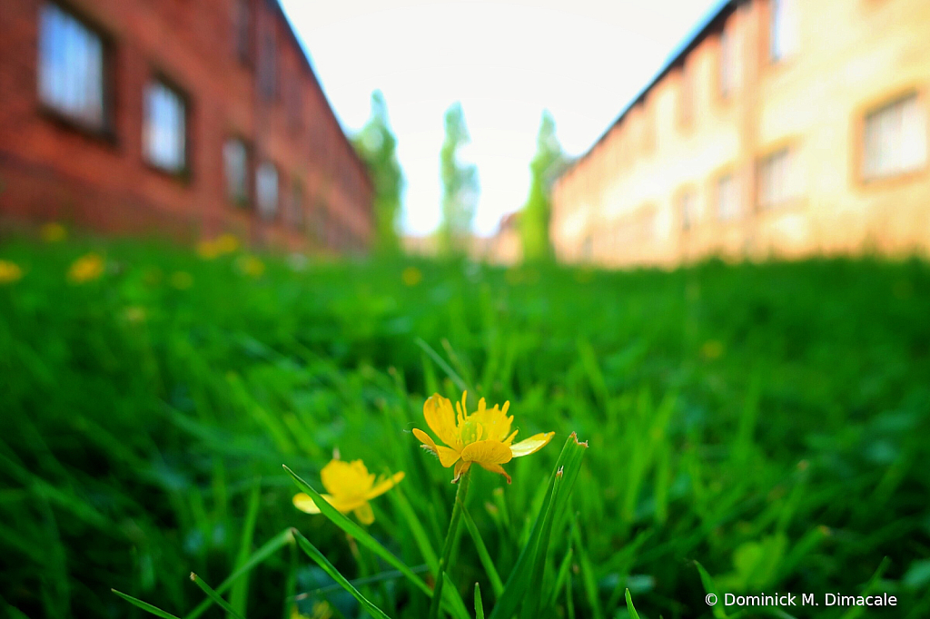 ~ ~ SPRING BLOOMS ~ ~ 