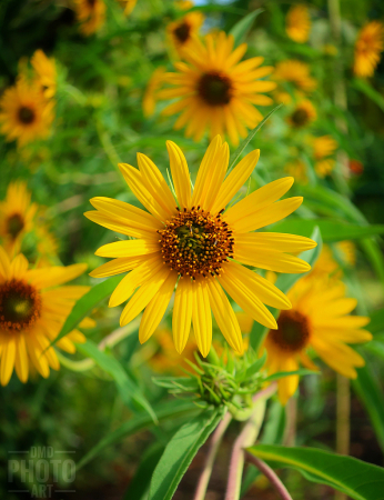 ~ ~ SPRINGTIME SUNFLOWER ~ ~ 