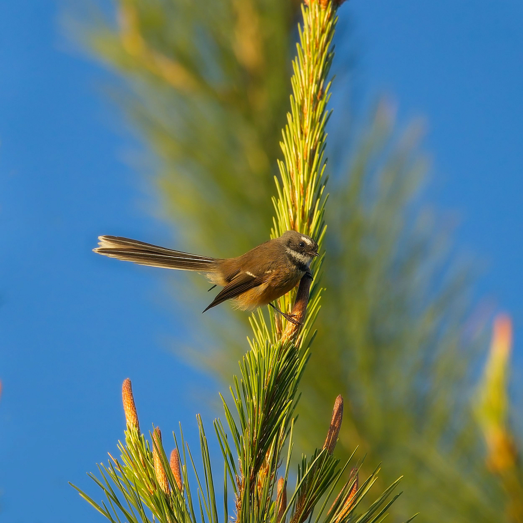 Spiky perch