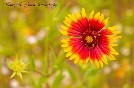 Indian Blanket