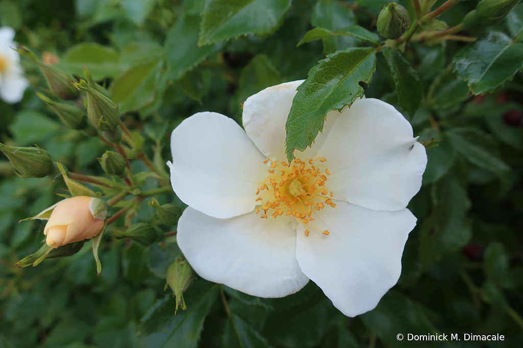 ~ ~ WHITE ROSE ~ ~