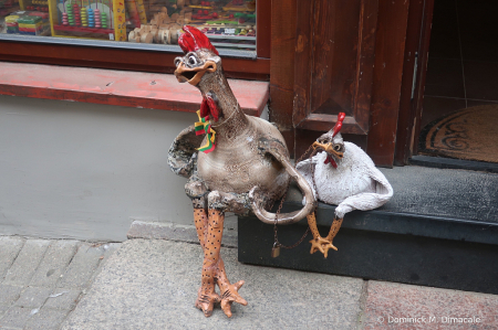 ~ ~ FUNNY CHICKENS ~ ~ 