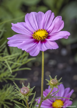 Pink Mexican Aster