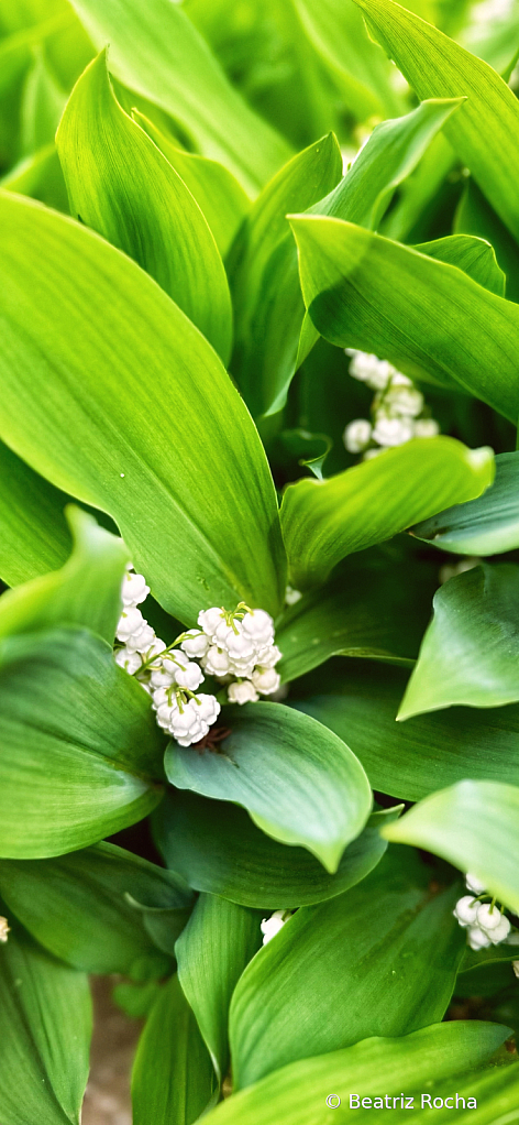 White in Green