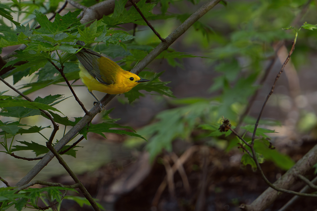 My First Prothonotary Warbler