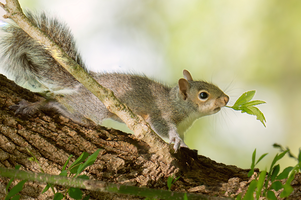 Baby Squirrel and the Leaf