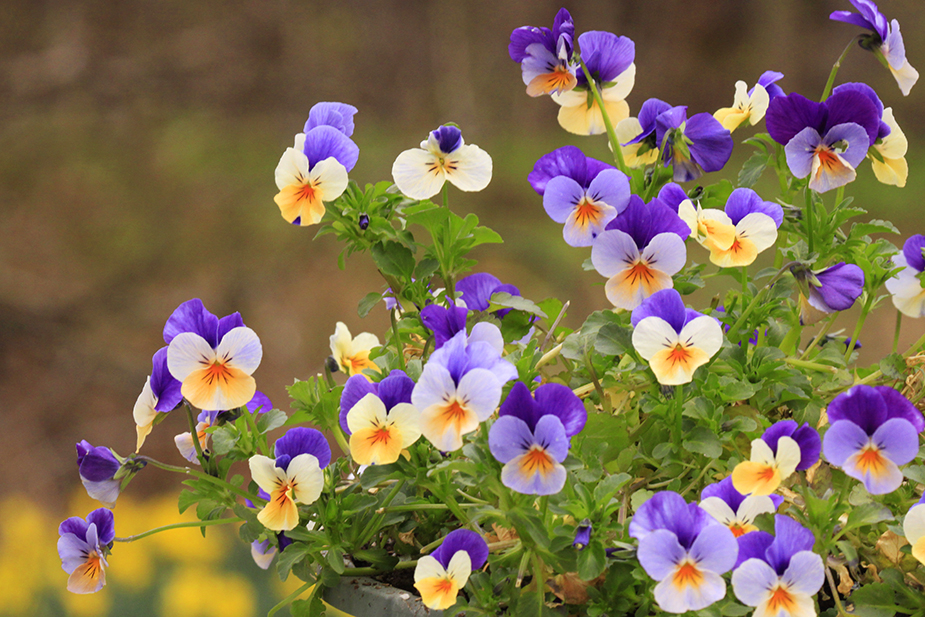 Happy Violets