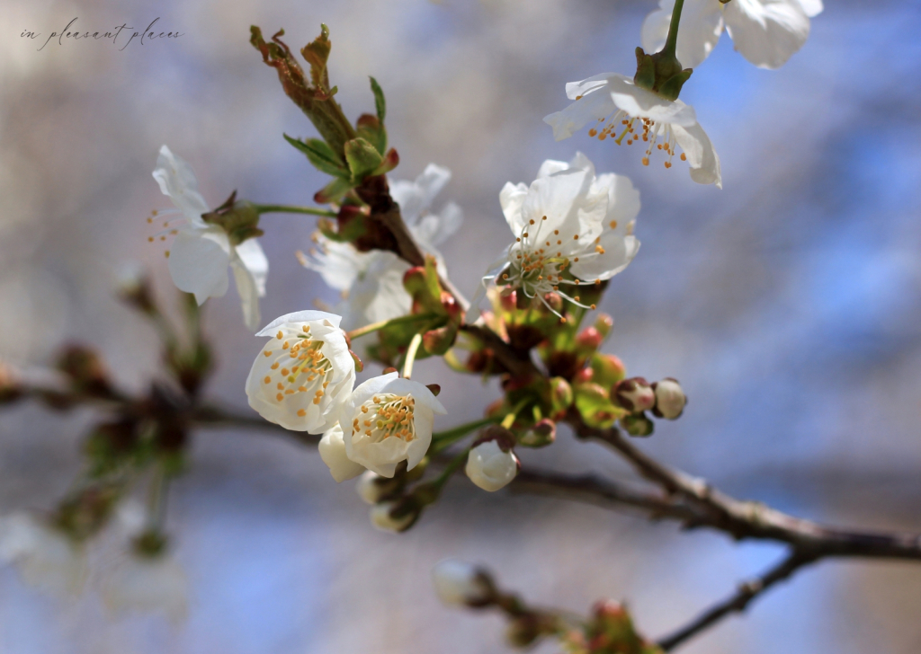 Blue Sky Bokeh