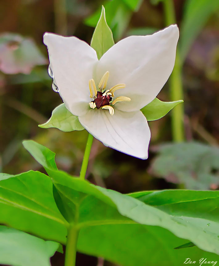 Smoky Mountain Trillium