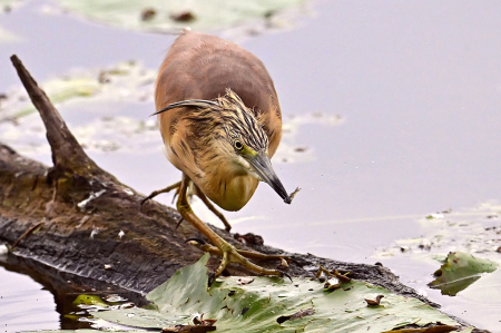 Squacco Heron