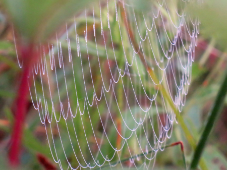 Beautiful Web Pattern