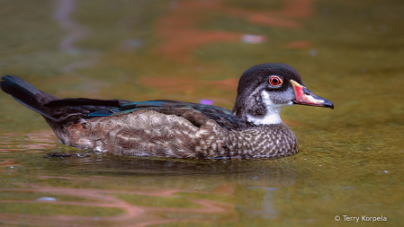 American Wood Duck (Eclipse)