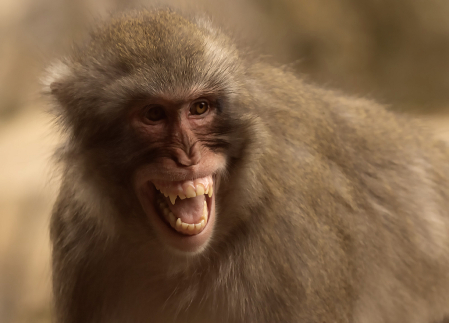 Monkey Mouth