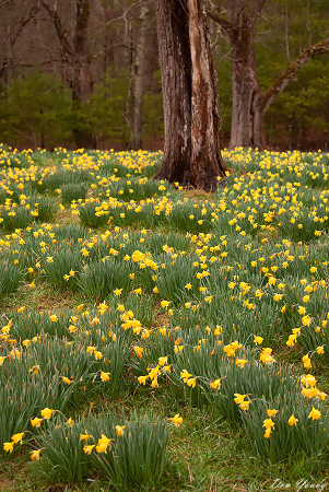 “Daffodil Hill” Cades Cove, Smoky Mountains
