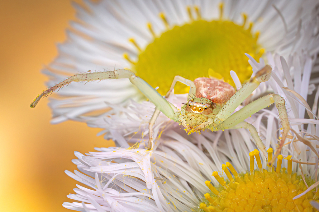 Crab Spider with Pollen on His Mittens