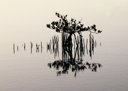 Little Mangrove Reflection