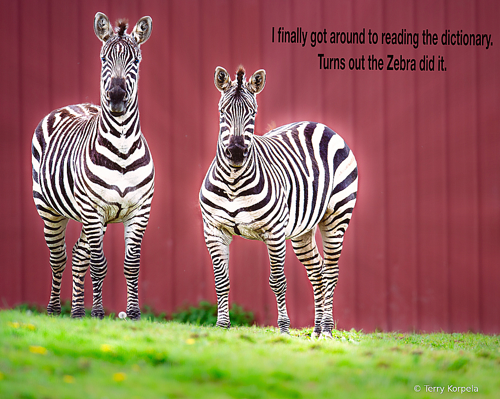 The Zebra Did It! - ID: 16114010 © Terry Korpela