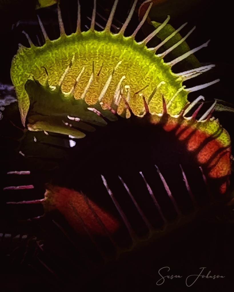 Venus Fly Traps