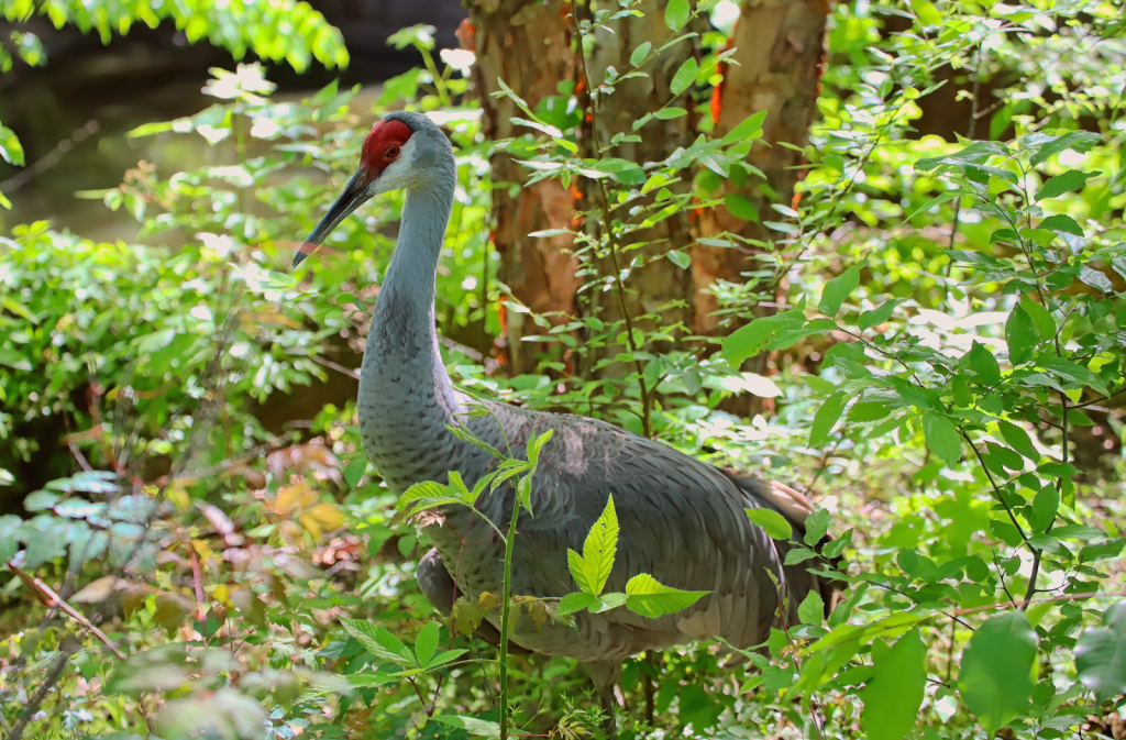 Sand Hill Crane