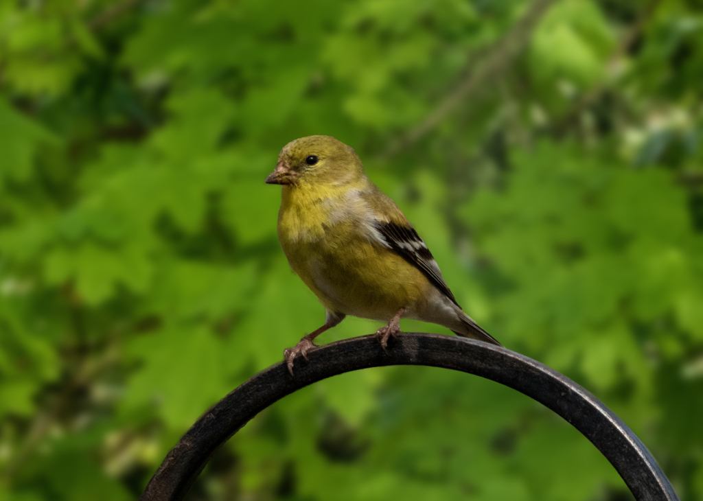 Goldfinch