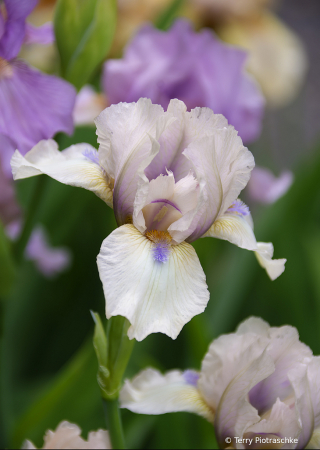 Garden Of Iris