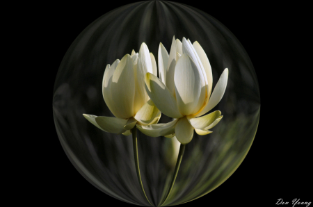 Lotus In A Sphere