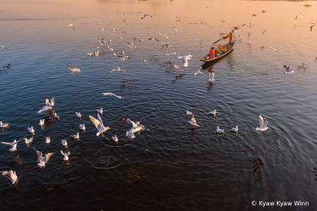 Seagulls From Inle Lake 
