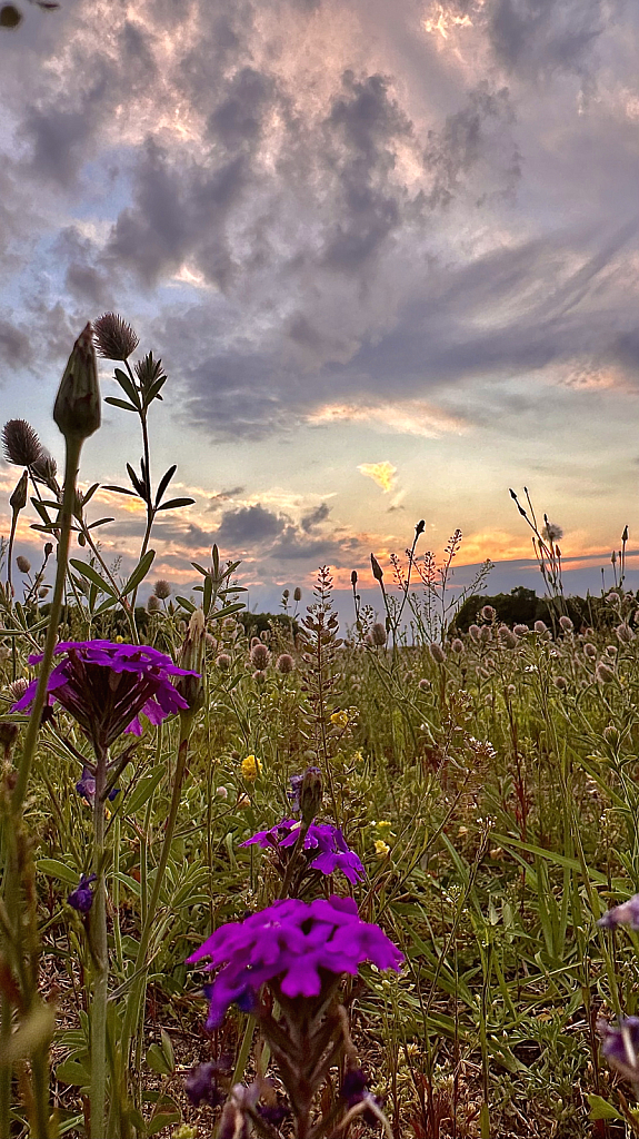 Purple flowers framing sunset - ID: 16114102 © Elizabeth A. Marker